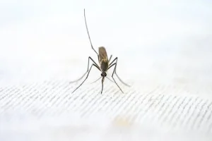 일본뇌염