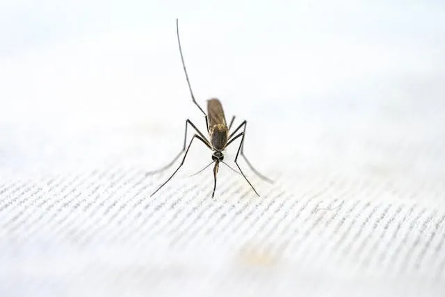 일본뇌염